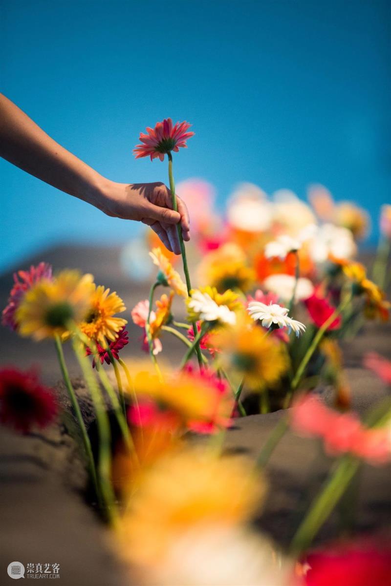 PAM新展 | “以花之名”,八月绽放 PAM PAM 新展 Flower Museum Shanghai 繁花 此处 国际 当代 艺术家群 崇真艺客